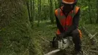 Bûcheron : un métier à hauts risques