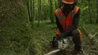Bûcheron : un métier à hauts risques