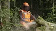 Bûcheron : un métier à hauts risques