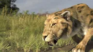Le mystérieux tigre à dents de sabre
