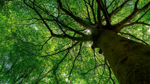 Nature, notre alliée insoupconnée