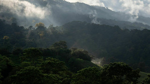 Le monde secret des forêts