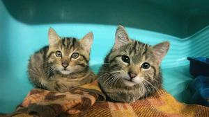 Animaux à adopter : nouvelle famille pour une nouvelle vie S6 (n°4)