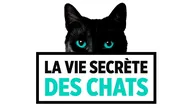 La vie secrète des chats