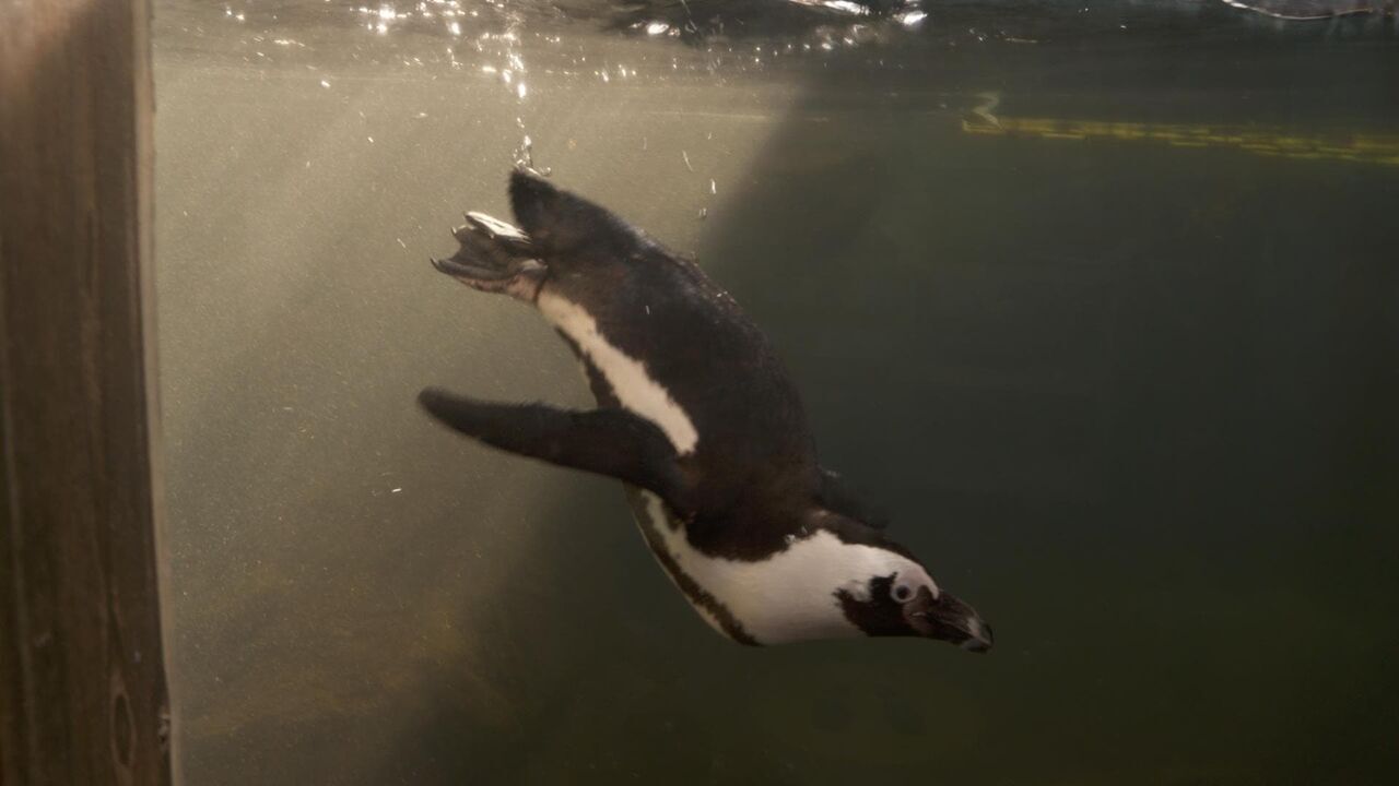 Nausicaá, dans les coulisses du plus grand aquarium d'Europe
