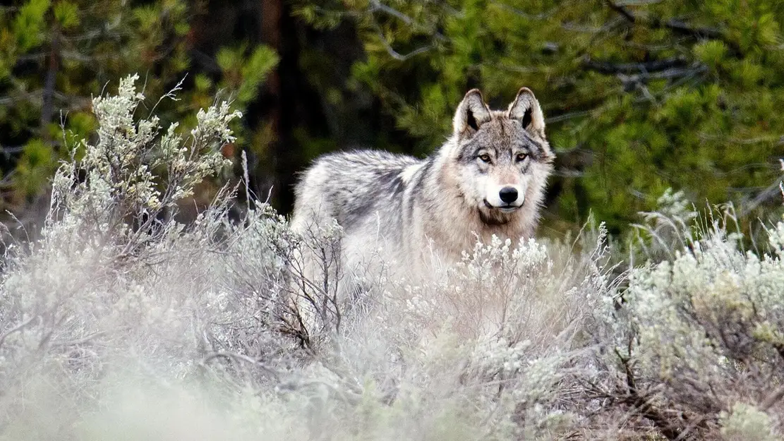 Les loups, sauveurs du parc de Yellowstone