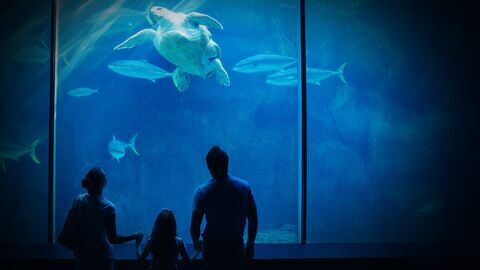 La techno des aquariums XXL