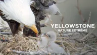 Yellowstone : Nature extrême