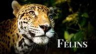Félins