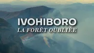 Ivohiboro, la forêt oubliée