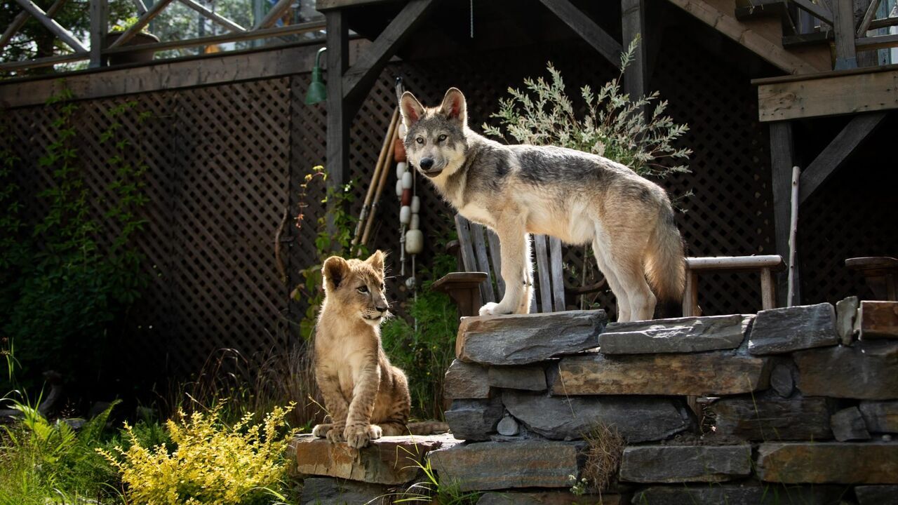 Le loup et le lion