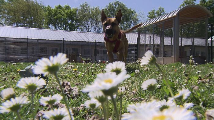 Animaux à adopter