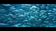Nausicaá, dans les coulisses du plus grand aquarium d'Europe