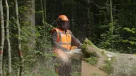Bûcheron : un métier à hauts risques