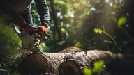 Bûcheron : un métier à hauts risques