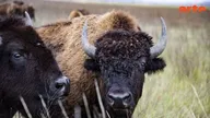 Bison : une histoire de l'Amérique