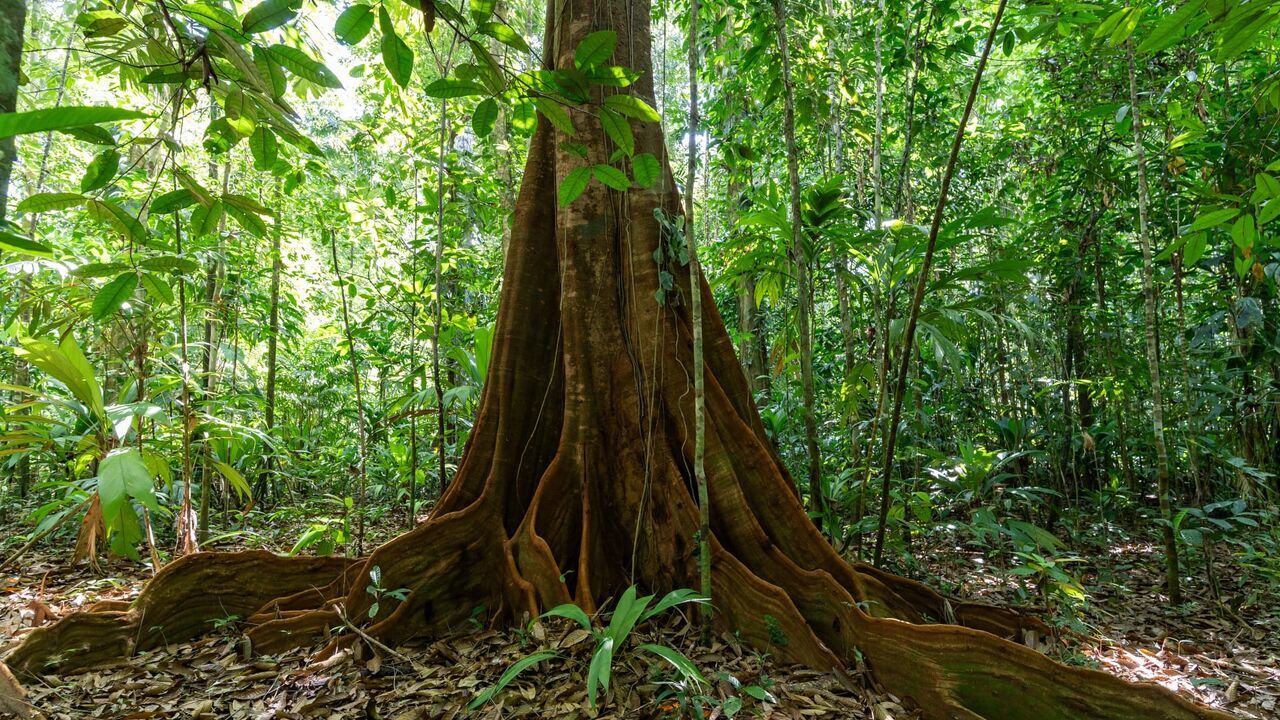 Le monde secret des forêts