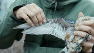 Le rêve de Léonard les secrets du vol dans la nature