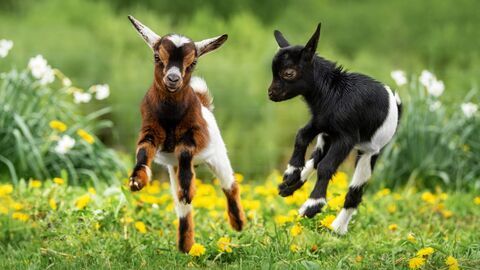 Le grand bêtisier des animaux