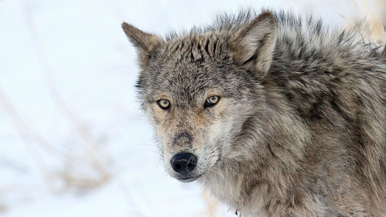 Les loups, sauveurs du parc de Yellowstone
