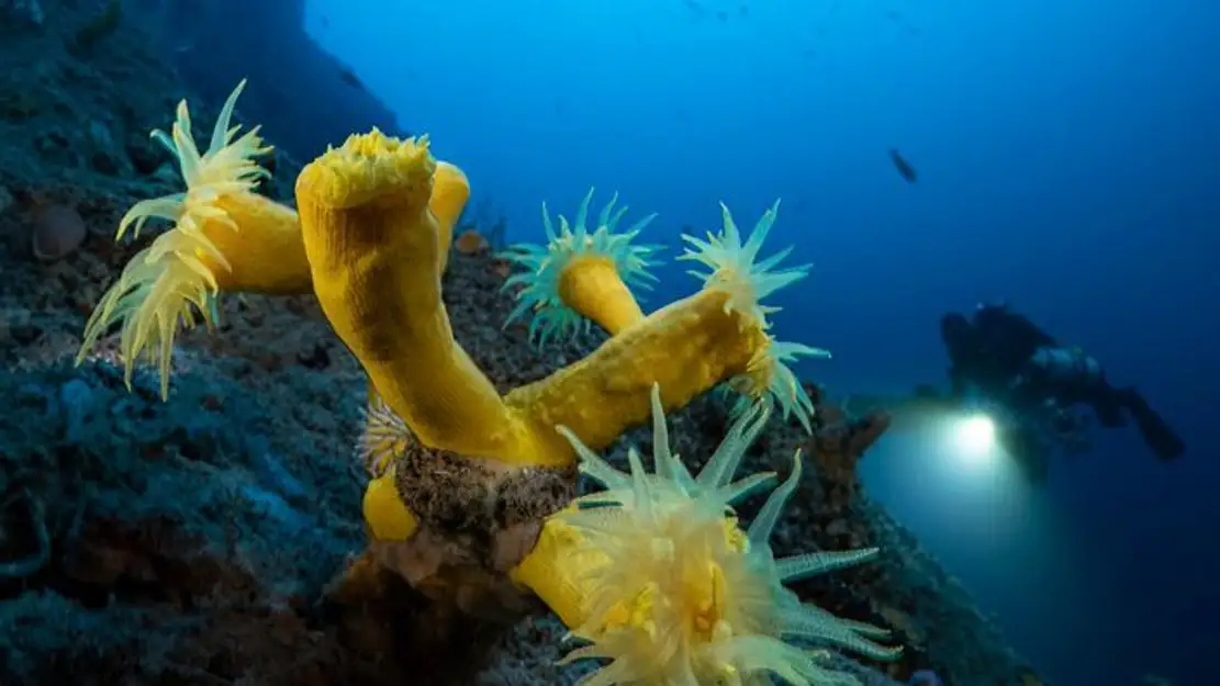 Planète Méditerranée