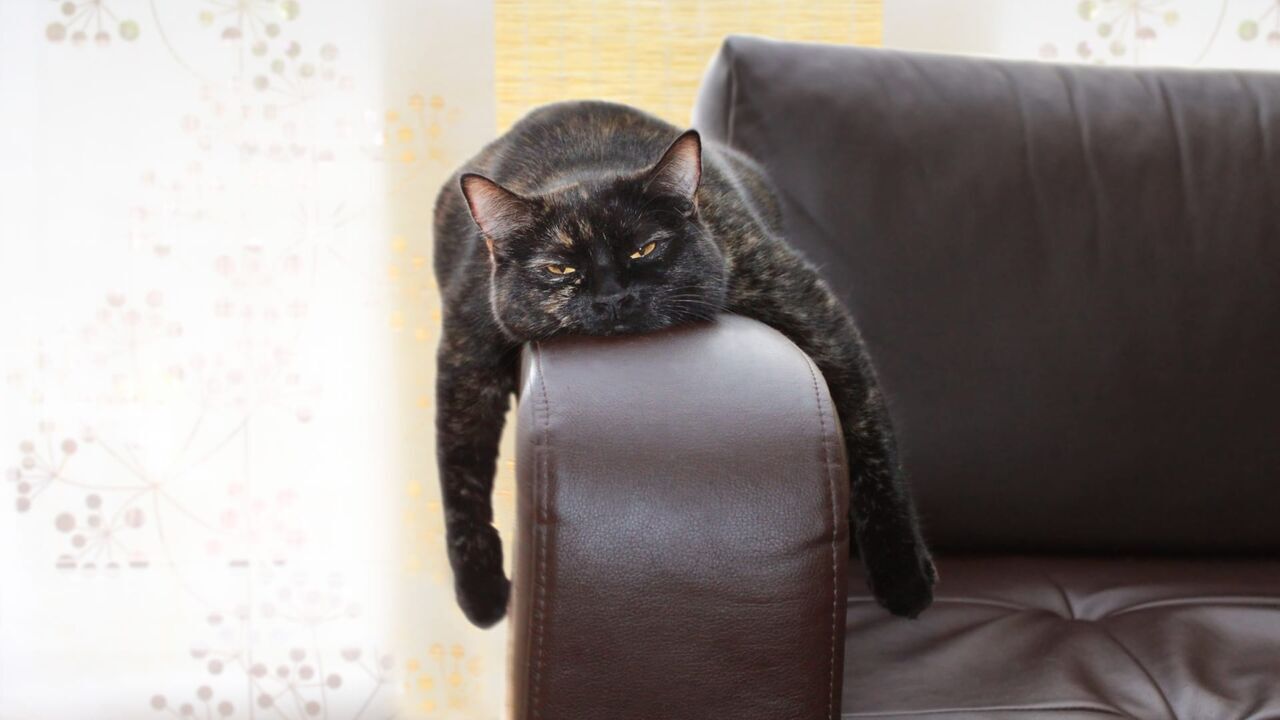 Le grand bêtisier des animaux