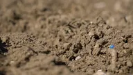 Insecticide : Comment l'agrochimie a tué les insectes