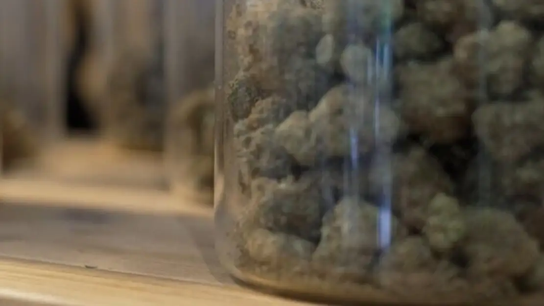 Cannabis, un paradoxe français
