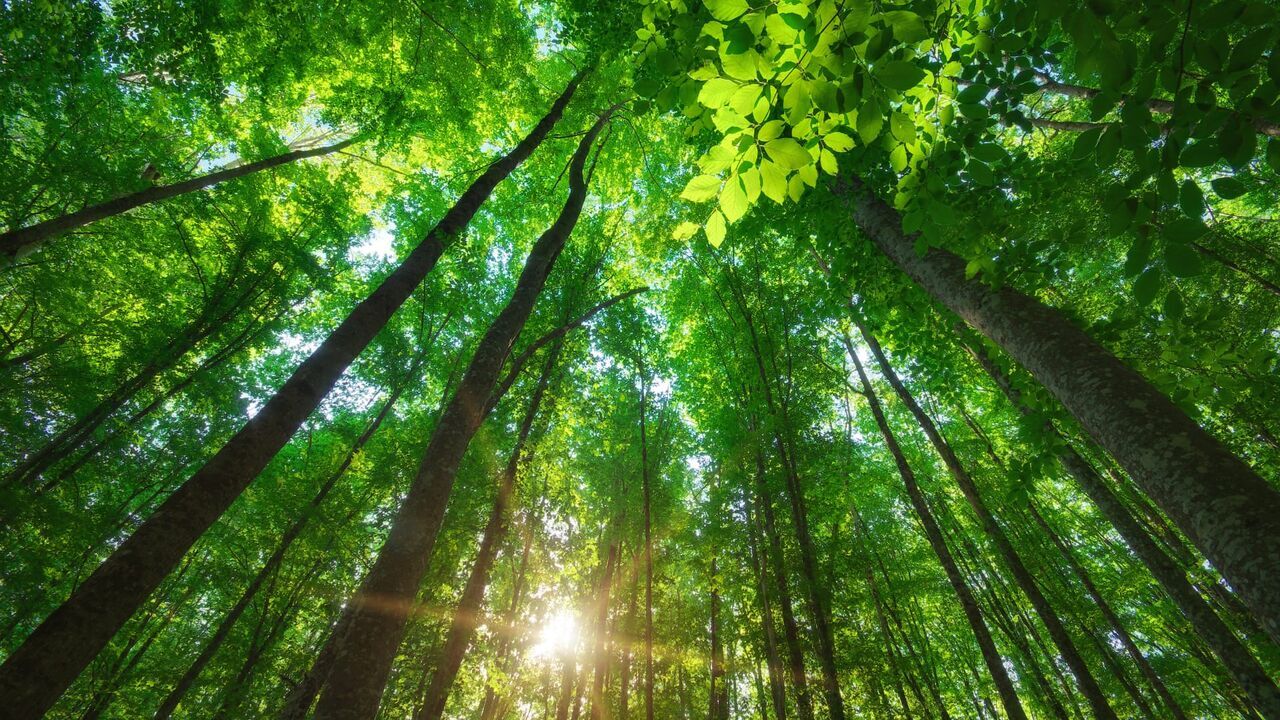 Nature, notre alliée insoupconnée
