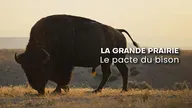 La grande prairie, le pacte du bison